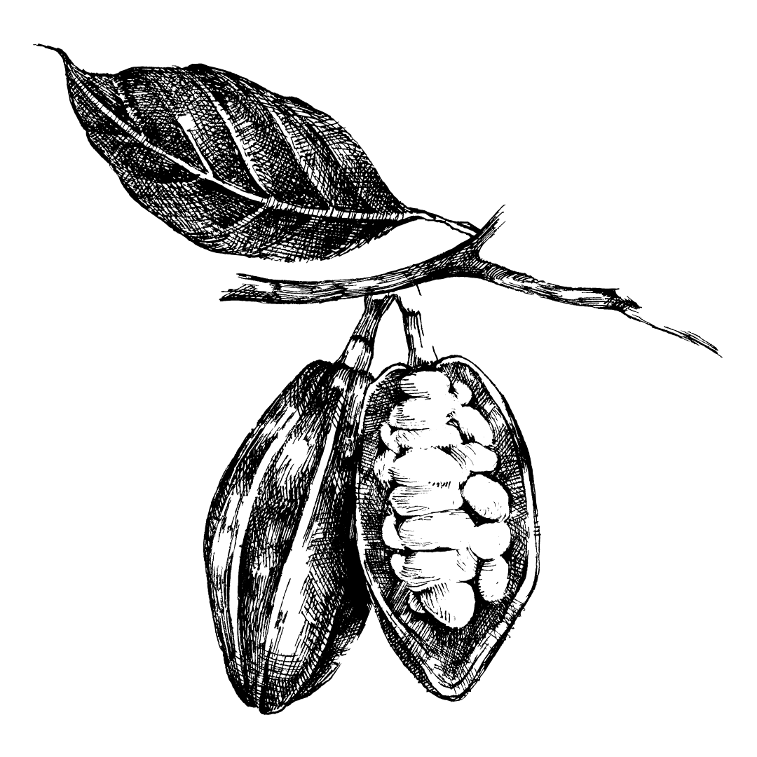 Cocoa Bean Vector Black on White Cocoa Bean Vector Black on White
